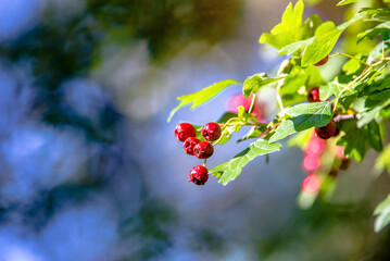 Red hawthorn berries on a natural background