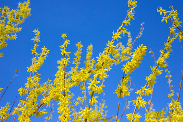bright yellow flowers on the branches of blooming forsythia against the blue sky on a sunny day. Colors of the Ukrainian flag in nature. Stop the war in Ukraine