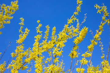 bright yellow flowers on the branches of blooming forsythia against the blue sky on a sunny day. Colors of the Ukrainian flag in nature. Stop the war in Ukraine