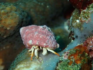 Little mollusk