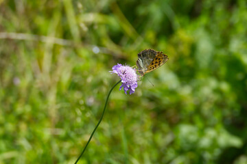 Silver-washed Fritillary butterfly (Argynnis paphia) sitting on purple flower in Zurich, Switzerland