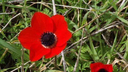 Red anemones in a green field at noon