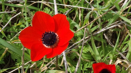 Red anemones in a green field at noon