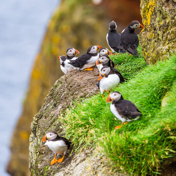 Puffins of the Faroe Islands, Mykines, Denmark, Europe