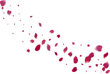 Delicate Petal Falling Vector White Background.