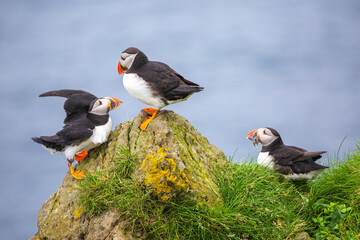 Puffins of the Faroe Islands, Mykines, Denmark, Europe
