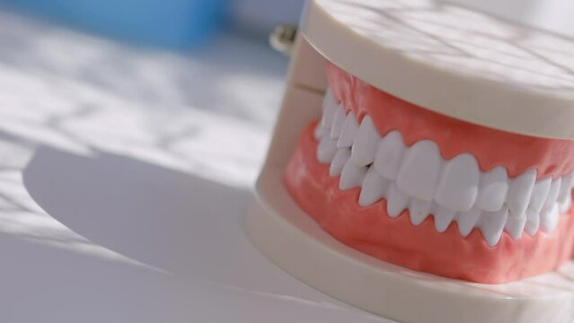 Model of a human jaw on a white surface