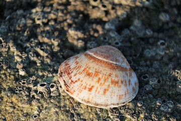 Coquillage
