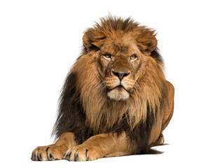 Lion stock images in PNG format