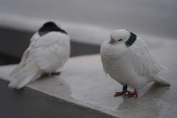 white dove on the ground