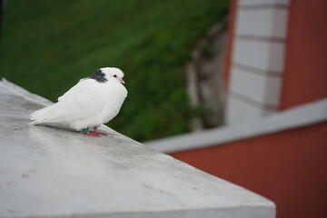 pigeon on the pier
