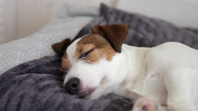 The dog lies on the bed in the room and sleeps. Jack Russell terrier rests with closed eyes.