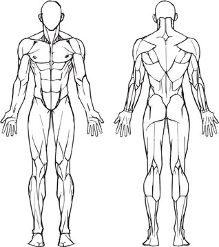 body anatomy