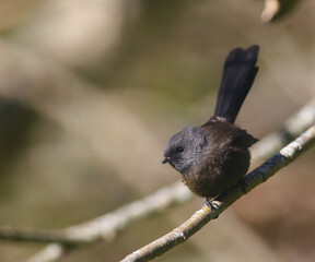 A rare black morph New Zealand Fantail (Rhipidura fuliginosa) perching on the shrub, endemic to New Zealand, with blurred background