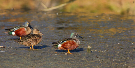 Beautiful Australasian shoveler (Anas rhynchotis) male and female sitting near water at Hawksbury Lagoon Wildlife Refuge, Waikouaiti, Otago, New Zealand.