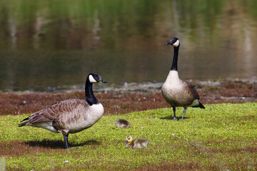 Fototapeta premium Canada Goose or Kuihi (Branta canadensis) with goslings foraging on the grass at a wetland (Hawksbury Lagoon Wildlife Refuge), Waikouaiti, New Zealand