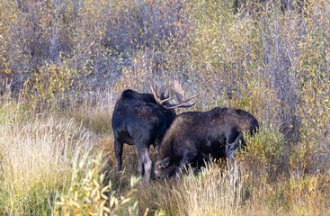 Bull and Cow Moose Duringt he rut in Wyoming in Autumn