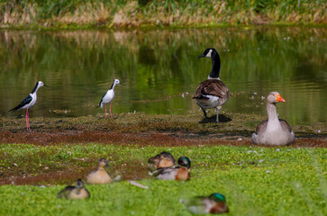 A mixed flock of Canada Goose (Branta canadensis), Greylag Goose (Anser anser), Pied stilt (Himantopus leucocephalus) and Mallard (Anas platyrhynchos) at Hawksbury Lagoon, Waikouaiti, New Zealand