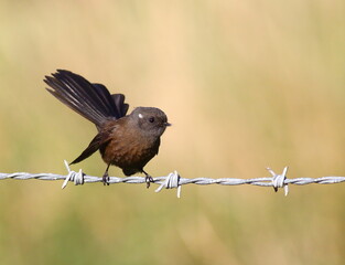 A rare black morph New Zealand Fantail (Rhipidura fuliginosa) perching on the steel wire, endemic to New Zealand, with blurred green background