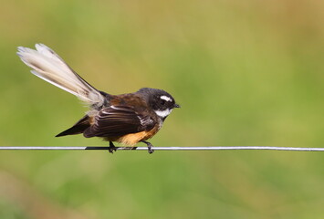 A New Zealand Fantail (Rhipidura fuliginosa) perching on the wire, endemic to New Zealand, with blurred background