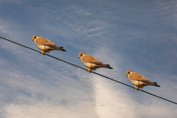 bird watching around on wire, Common Kestrel, Falco tinnunculus