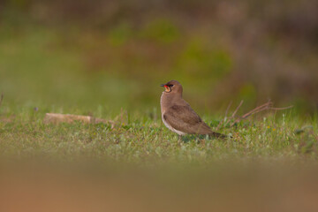 Obraz premium bird watching on the grass, Collared Pratincole, Glareola pratincola