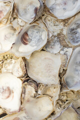 Fototapeta na wymiar natural texture of sea shells