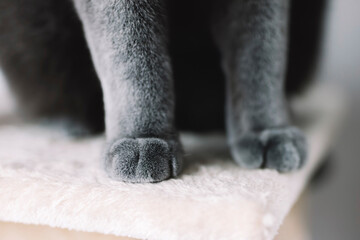 Cute paws of British cat.