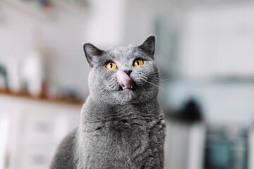 British cat with tongue out licking his lips.