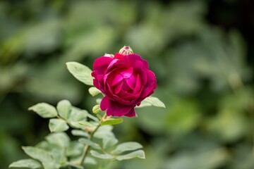 beautiful bright pink rose with a blurred green background
