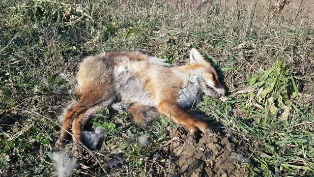 A dead adult red fox on the grass, a poisoned or shot wild animal
