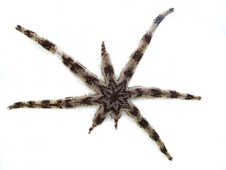 Starfish on a white background