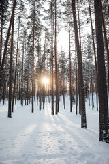 bright sun among the trees in the forest in winter in the snow hike journey