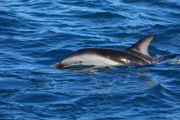 A swimming Dusky dolphin (Lagenorhynchus obscurus) with sea background, in Kaikoura, New Zealand