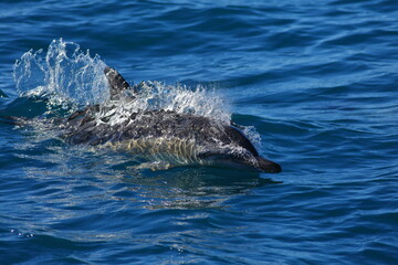 Obraz premium A swimming Common dolphin (Delphinus delphis) with an ocean background, in Kaikoura, New Zealand