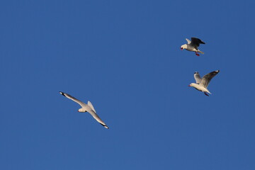 Silver gull or New Zealand red-billed gull (Chroicocephalus novaehollandiae) interacting with each other in flight with blue sky background, in Dunedin, New Zealand