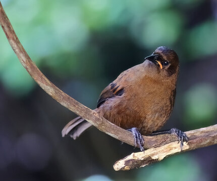 A juvenile South Island saddleback or tīeke (Philesturnus carunculatus) perching on a tree branch in a forest on Ulve island, Stewart Island, New Zealand (endemic to New Zealand)
