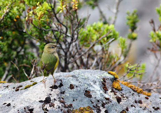 The New Zealand Rock Wren or Pīwauwau (Xenicus gilviventris) is a rare and endangered bird species (endemic to the Southern Alps, South Island, New Zealand), in Fiordland National Park, NZ.
