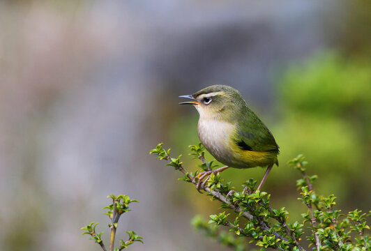 The New Zealand Rock Wren or Pīwauwau (Xenicus gilviventris) is a rare and endangered bird species (endemic to the Southern Alps, South Island, New Zealand), in Fiordland National Park, NZ.