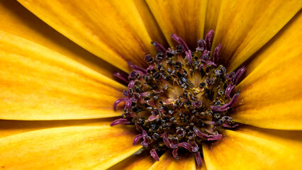 Żółty kwiat- makro. © Robert