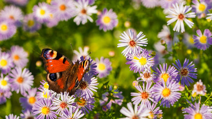 Fototapety  Motyl na kwiatach.