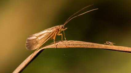 Chruścik i mucha na trawie. © Robert