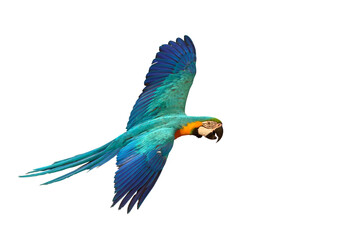 Fototapeta premium Colorful Blue and gold macaw parrot flying isolated on transparent background png file