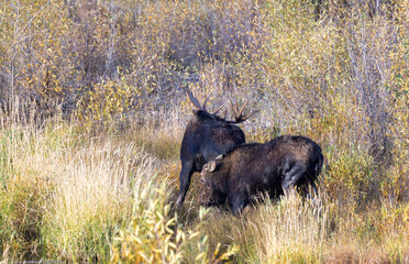 Bull and Cow Moose Duringt he rut in Wyoming in Autumn