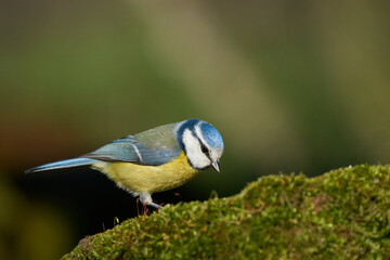 Blue Tit