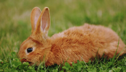 rabbit on grass