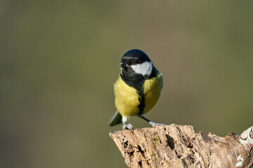 Great Tit