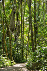 Mata Atlântica de Itacaré, Bahia