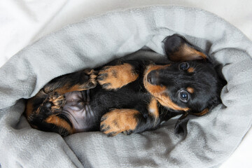 very young dachshund puppy resting on a white bed.
