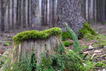 Morbide Schönheiten im Wald, Baumstümpfe Moos Laub